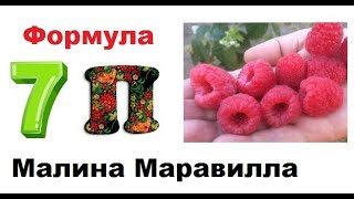 Малина Маравилла. Это просто. НО! ОООЧЕНЬ ВАЖНО!!! Формула 7 П