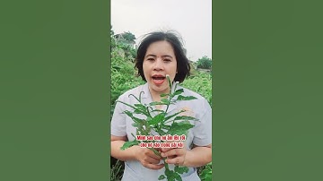 Cây vòi voi cho những ai bị tràn dịch khớp gối, các khớp sưng đau.