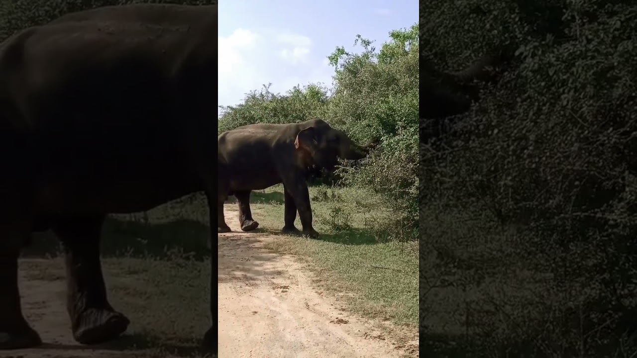 Morning Safari @ Yala national park 