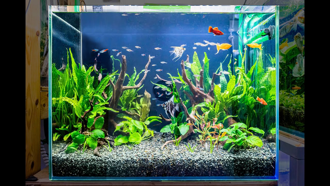 Concave Layout For Nature Aquarium 熱帯魚水槽の基本 凹型構図の作り方 Youtube