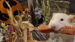 Halloween Hamster Cage Tour | Bucatstate 2.0 Syrian Hamster Setup