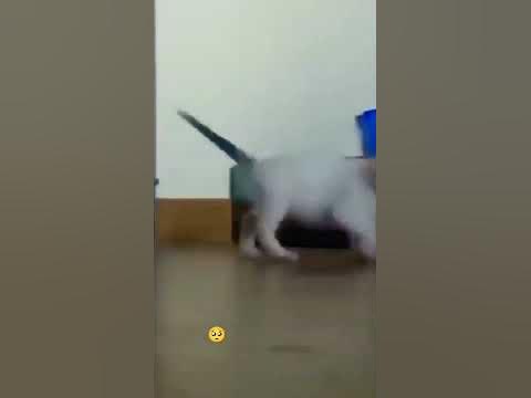 Мяуканье кошек part 2 - YouTube