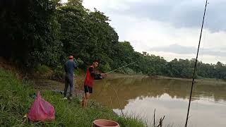 petang hingga malam memancing ikan tapa,ikan lahis,ikan baung bersama kawan di sungai kinabatangan.