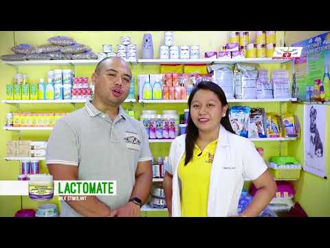 Video: Kennel Cough In Dogs And Puppies: Ano Ang Paggamot Para Sa Kennel Cough?