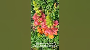 Buckwheat farm life #garden #gardening #flowers