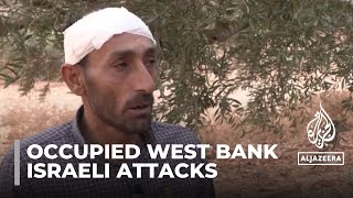 Violence in Occupied West Bank: Palestinian olive picker face Israeli attacks