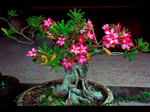 Frangipani Bonsai Tree Care 