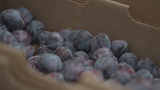 Fresh fruit always in season at Baird Family Orchards