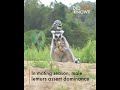 Did you know, male lemurs cover themselves in smelly secretions to attract mates?