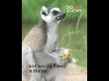 Did you know, male lemurs cover themselves in smelly secretions to attract mates?
