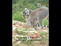 Did you know, male lemurs cover themselves in smelly secretions to attract mates?