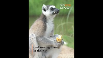 Did you know, male lemurs cover themselves in smelly secretions to attract mates?