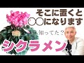 盲点!置き場所一つで咲きっぷりが変わります!置くだけでシクラメンが爆咲きする場所、萎れる場所とは? シクラメンの育て方