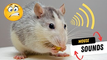 Mouse sounds | Disgusting mouse Sound Effects!