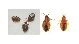 Bed Bug Facts, and what you need to be aware of