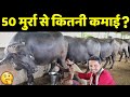 महाराष्ट्र का टॉप क्वालिटी मुर्रा भैंस फार्म | Murrah Price, Business Plan & Profit | Live Milking