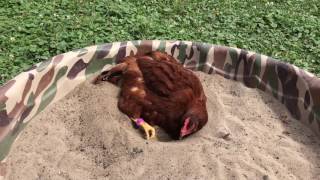 Chicken dust bathing