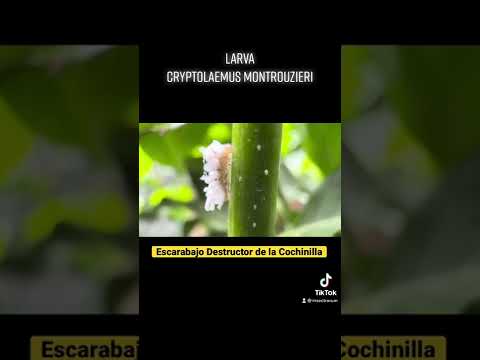 Video: ¿Qué es un destructor de cochinillas? – Escarabajos destructores de cochinillas en los jardines