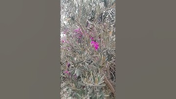 جمعة مباركة تلاوة خاشعة للايات  من سورة الكهف