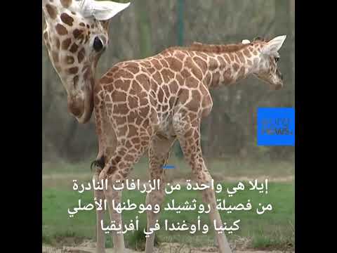 زرافة صغيرة تمرح في حديقة حيوانات تيربارك في برلين