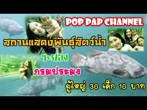 สถานแสดงพันธุ์สัตว์น้ำระยอง ค่าเข้าโคตรถูก | Poppap พาเที่ยว