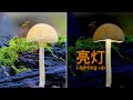蘑菇光绘 - 微距摄影 | Mushroom Light Painting - Macro Photography