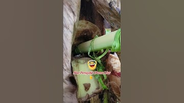 Alat pengusir hama liar