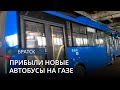 В Братск прибыли пять новых автобусов, работающих на голубом топливе
