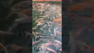 #coverlagu #koi #membuataquascape #ikanmolly #ikan #aquascapegallery #ikanhias #aquascapelowtech
