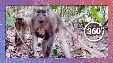 Enveloped by Agile Mangabeys in 360 5K | More Than "12 Monkeys"