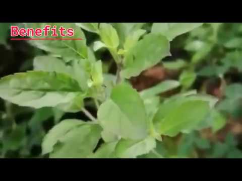 Video: Garšaugu Tulsi (Ocimum Tenuiflorum) Genoma Sekvencēšana Atklāj Galvenos Gēnus Aiz Tā Spēcīgajām ārstnieciskajām īpašībām