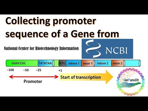 Collecting Promoter Sequence of a Gene from NCBI Database