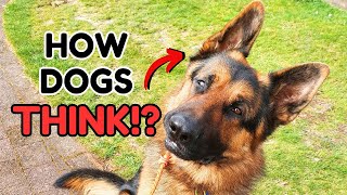 How Dogs LEARN and THINK?