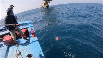 Tập 117: Jig cá thu tại giàn khoan ruby-sư tử vàng chuyến cuối cùng 2021