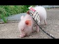 お散歩中に何かを発見してしまったミニブタがこちらです…【11日目】