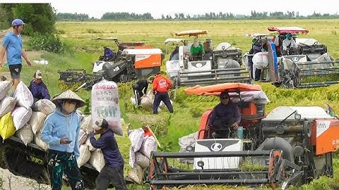 ba máy 93 và máy 105 binh độ cắt lúa nhật công 800K giá bán lúa 7600₫K tập 91# maibangtv 