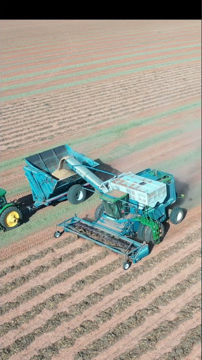 peanut harvest