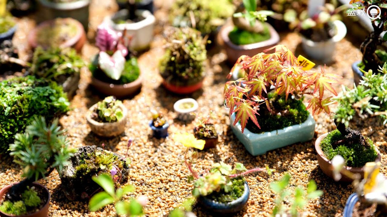 大型盆栽大　花台　貝模様 ぼんさいやあべ DIY・工具・ガーデン 大型盆栽大 花台 貝模様