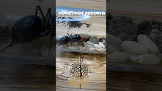 Honeypot Feeding Tutorial