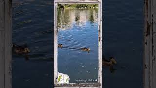 German Ducks Swimming In Maros Vice, Song About The Hungarian River