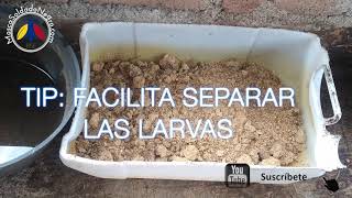 Hermetips 03 |  Primer alimento para huevos de Mosca Soldado Negro