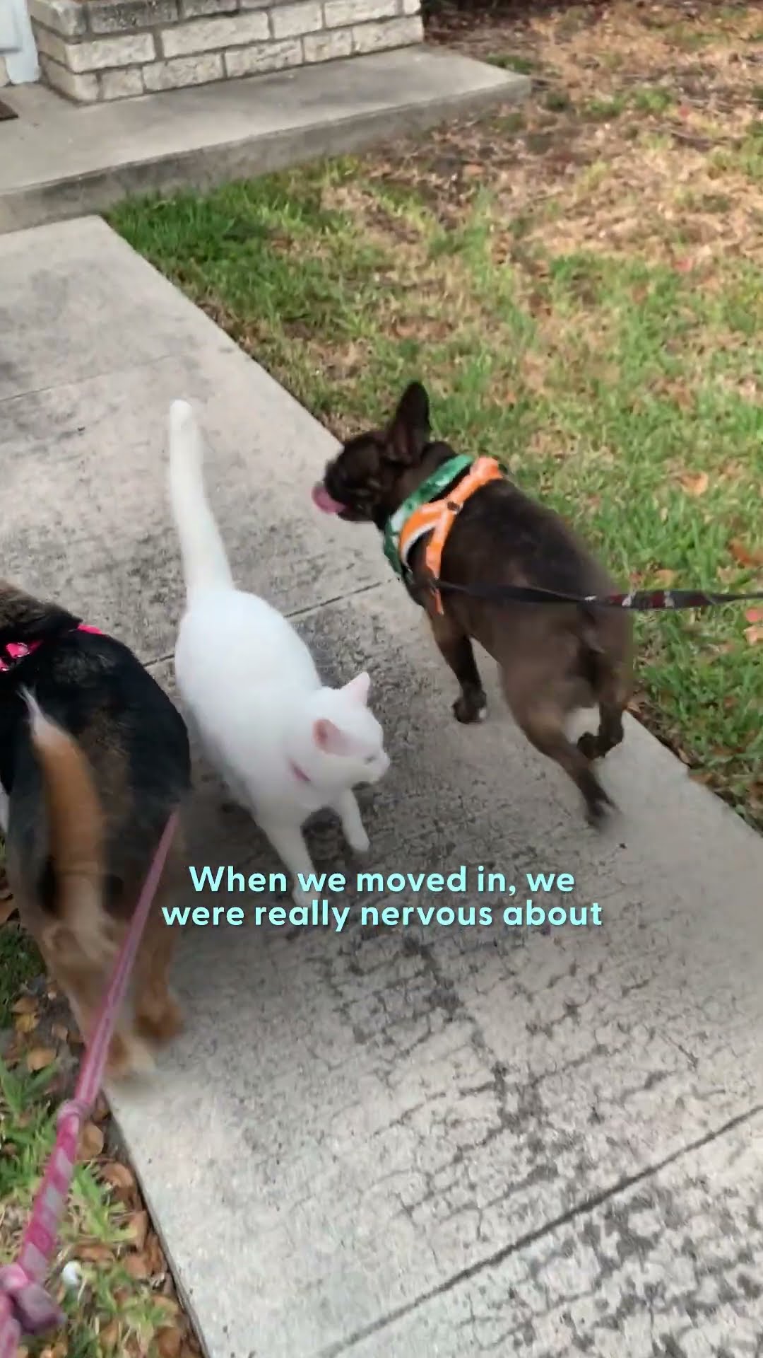 This Cat Is Obsessed With Her Favorite Delivery Man | The Dodo