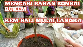 MULAI LANGKA!!!DONGKEL BAKALAN BONSAI RUKEM, KEM-BALI