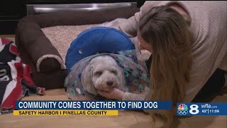 'Thank you': Safety Harbor community comes together to help rescue missing, injured dog