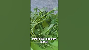 Petik sayur sebelum masak#kebun #sayuran #tanamanorganik #hspfarm
