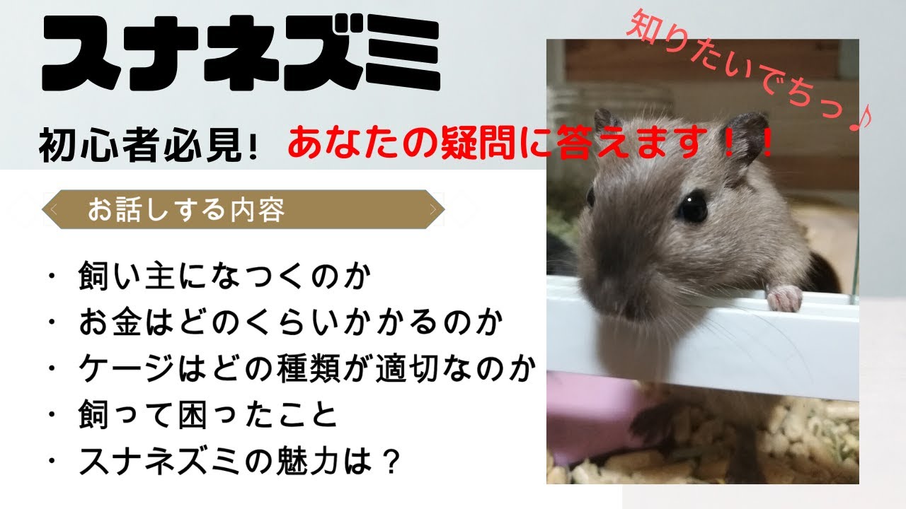 初心者必見 スナネズミを飼う前に知っておくといいこと５選 For Gerbils Biginner Youtube