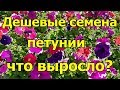 🌺Дешевые семена петунии, что выросло🔴