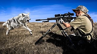 Coyotes on the Run! Extreme Daytime Predator Encounters in Stunning 4K