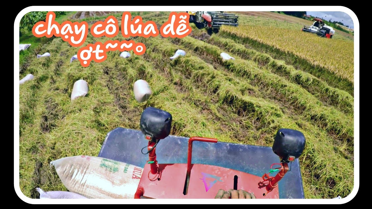 Lúa trúng quá trúng mà đất lúng và mưa liên tục | Dúi Dúi Vlogs