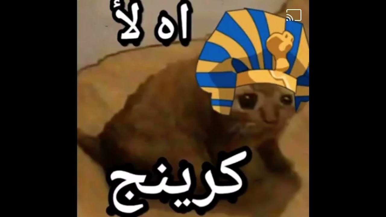 Oh my god cat картинка. Мем кот nonono. Вава кот мем. Oh no cat. Cringe котик.